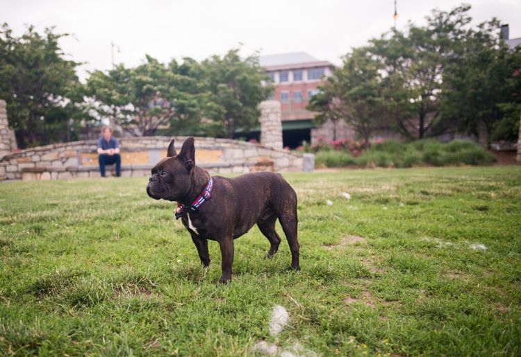 A black French Bulldog wears an American Flag collar while exploring a dog park in a park in Boston, MA